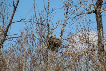 Owl In The Nest