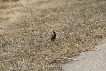 Obraz premium Robin In The Grass