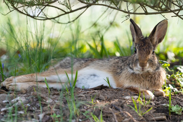 Naklejka na ściany i meble wild Eastern cottontail rabbit resting in the grass