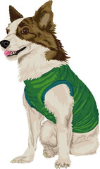 Sitting mongrel dog in vest. 
Vector illustration of a seated dog in a vest. 
Mongrel vector graphic on transparent background. Illustrations of dogs in vector
