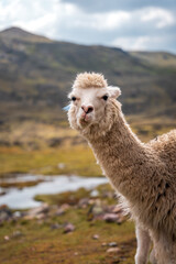Obraz premium Alpaca, Llama in high altitudes in south american Andes in Peru, Ausangate, Cusco