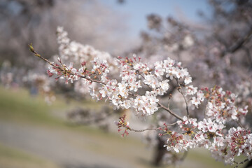 Cherry blossom in spring