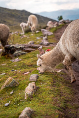Obraz premium Alpaca, Llama in high altitudes in south american Andes in Peru, Ausangate, Cusco