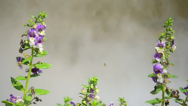 slow motion white fog on river, mist on water surface with puple flower in springtime
