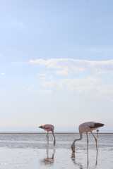 Flamingos eating krill in water
