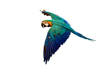 Colorful flying parrot isolated on transparent background png file	