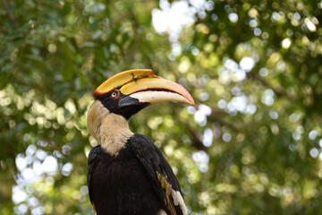 Hornbill bird