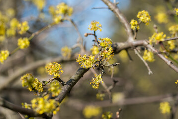 Cornus mas, cornel yellow flowers closeup selective focus