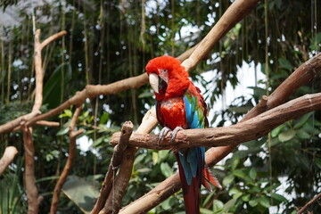 ベニコンゴウインコ_Ara chloropterus