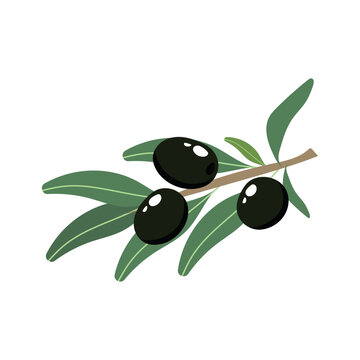 Olive hand drawn branch with black olives isolated on white background. Vector illustration