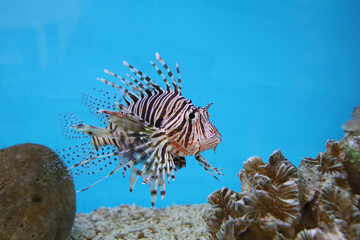 The red lion fish in water on blue background