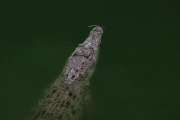 Close up big head crocodile is show head in river