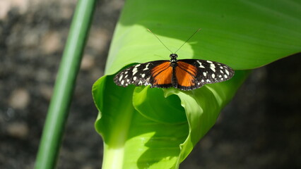Batter fly
