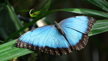 Batter fly
