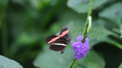 Batter fly
