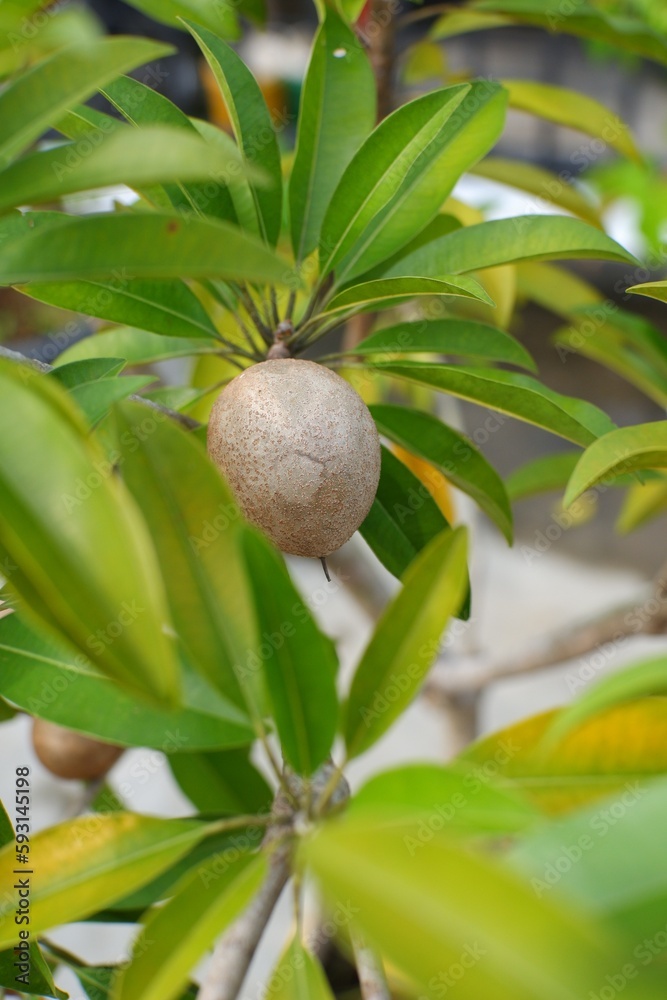 Wall mural Sapote on tree