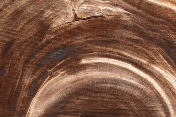 Nature pattern of wood texture for background Top surface of a cut stump.
