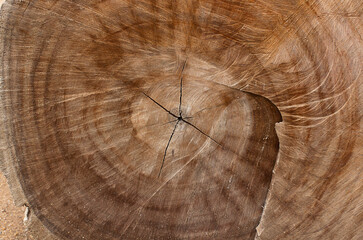 Nature pattern of wood texture for background Top surface of a cut stump.