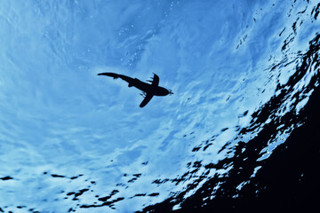 shark view from the depth silhouette, shadow, underwater photo, fear predator phobia