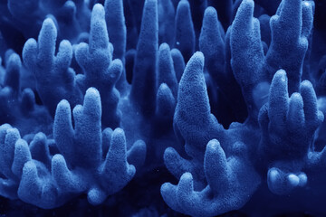 Naklejka na ściany i meble coral texture underwater background reef abstract sea