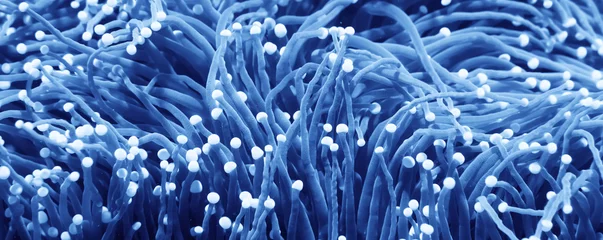 Foto op Canvas anemone actinia texture underwater reef sea coral © kichigin19