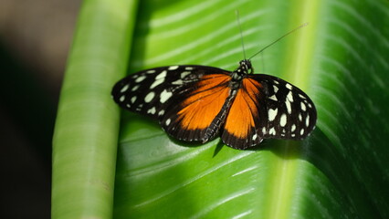 Batter fly
