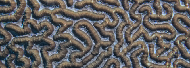 corals climate warming underwater background ocean problem