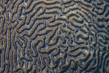 coral texture underwater background reef abstract sea