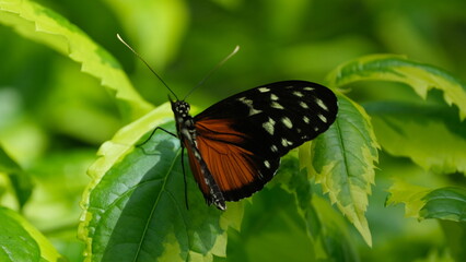 Batter fly