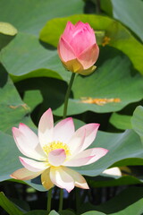 古代蓮, Lotus flower