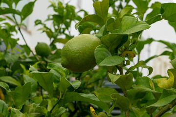 Green lemons hanging on tree in garden.
