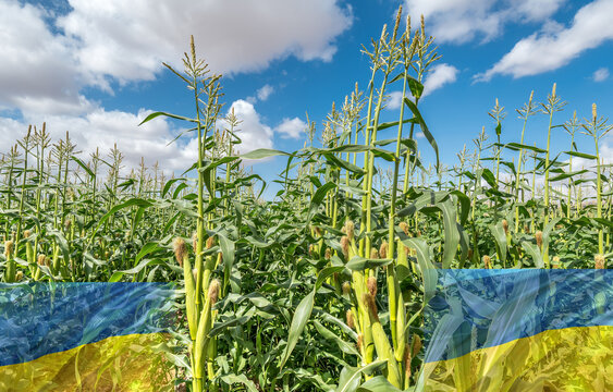 Close up of ripe corn cobs and digitally inserted elements of Ukrainian State Flags. Image depicts solidarity for sustainable  agriculture industry in Ukraine