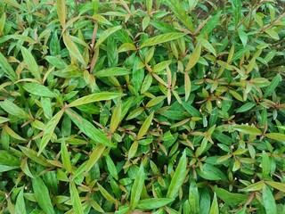 Background The gandarusa plant with the scientific name Justicia gendarussa Burm .f. is a tropical shrub commonly found in home yards.