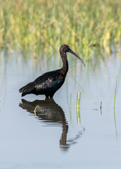 A glossy Ibis standing still with its reflection in the waters of lake Nalsarovar in Gujarat