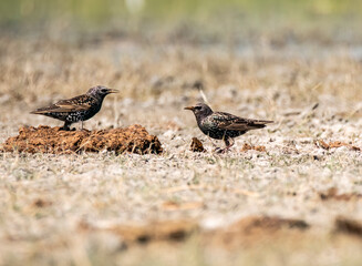 A common starling feeding on the grounds in the marshy lands of Nalsarovar Bird Sanctuary during a visit in the winter of 2023