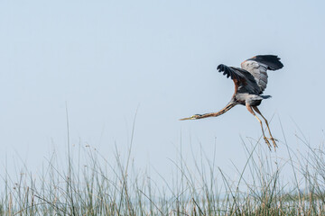 A purple heron taking off from reeds in the marshy land inside Nalsarovar Bird Sanctuary during a boating inside the sanctuary