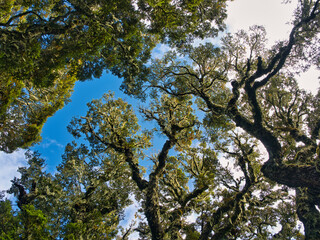 tree and sky
