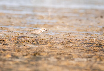 A kentish plover wading at the edge of marshy waters in the lake waters of Nalsarovar in Gujarat