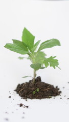 young plant in soil