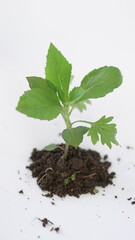 young plant in soil