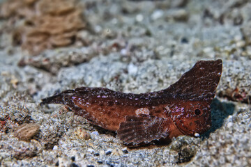 fishleaf underwater photo sea underwater photo scorpion fish