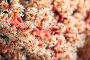 soft coral underwater background reef ocean