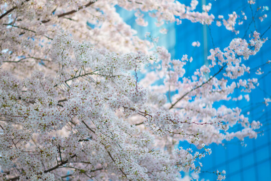 Cherry Blossom during sring in Seoul, South Korea.