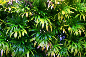 tropical greenery leaves abstract background jungle nature rainforest