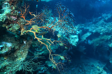 Naklejka na ściany i meble sea worm flower like underwater animal wildlife diving