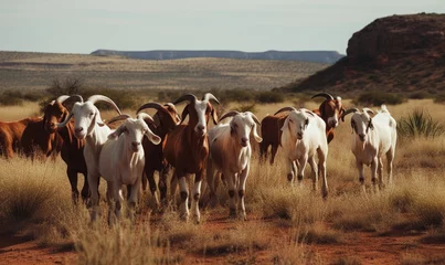 Fotobehang Photo of Boer goats grazing on the tall grass in African savannah, with rolling hills and sparse vegetation in the background. Generative AI © Bartek