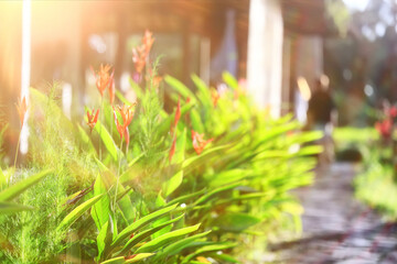 tropical greenery leaves abstract background jungle nature rainforest