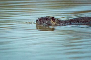 Nutria Myocastor coypus swims in the river looking for food.