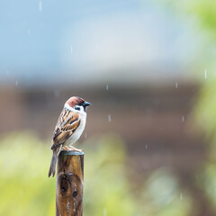 A wet sparrow bird sitting on a fence post in the rain.