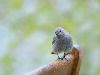 Female redstart sitting on a garden bench in the rain